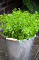 Organic, pest resistant Carrot 'Flyaway' growing in a galvanised bucket. The height of the bucket provides additional resistance against Carrot Root Fly