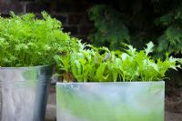 Organic, pest resistant Carrot 'Flyaway' growing in a galvanised bucket on a patio alongside 'Cut and Come again' mixed salad leaves including - Beetroot, Spinach, Red and green Lettuce and Mizuna leaves
 
