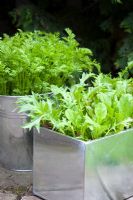Organic, pest resistant Carrot 'Flyaway' growing in a galvanised bucket on a patio alongside 'Cut and Come again' mixed salad leaves including - Beetroot, Spinach, Red and green Lettuce and Mizuna leaves 