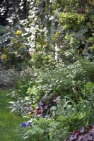 Spring border with Heuchera, Viola - Pansies, Helleborus, Euphorbia, Lamium orvala, Spiraea argutifolia and Mahonia.