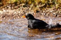 Blackbird male bathing in garden pond