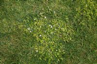 Lawn weed, Veronica chamaedrys in lawn - Germander speedwell