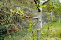 Mespilus germanica - Medlar tree sprouting from Hawthorn rootstock