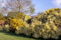 Flowering hedge of mixed Cytisus - Broom. Private garden, Sussex