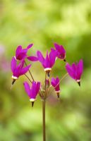 Dodecatheon pulchellum 'Red Wings'