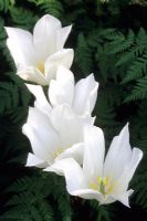 Tulipa 'White Triumphator', April