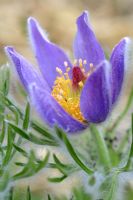 Pulsatilla vulgaris - Pasque flower in May