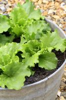 Lactuca 'Webb's Wonderful' - Young Lettuces in galvanised container in May