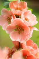 Chaenomeles 'Madame Butterfly' - Quince in May