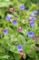 Pulmonaria 'Lewis Palmer' - Lungwort in May
