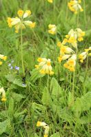 Equisetum arvense - Mares Tail and Primula veris - Cowslips in wildflower meadow  in May