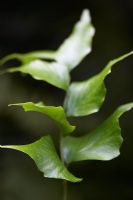 Cyrtomium falcatum -  Japanese Holly Fern