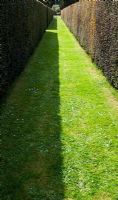 Hedge walk with sunlight and shadows - Waterperry gardens, Wheatley, Oxfordshire
