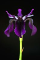 Iris chrysographes 'Black Form'  
