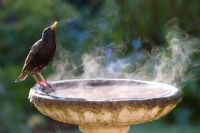 Sturnus vulgaris - Starling drinking from a steaming bird bath, on a cold, sunny morning