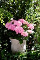 Pink Hydrangea in stone urn. The 'Christian before Dior' garden - Bronze medal winner at RHS Chelsea Flower Show 2010 
 