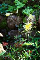Aquilegia 'Yellow Queen'. The 'Music on the Moors' garden - Gold medal winner at RHS Chelsea Flower Show 2010 