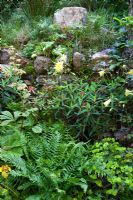 A stone wall and planting including Ferns, Rodgersia, Euphorbia and Aquilegia 'Lemon Queen'. The 'Music on the Moors' garden - Gold medal winner at RHS Chelsea Flower Show 2010
 