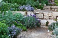 Steps through sloping Mediterranean style garden planted with Lavandula - Lavender and herbs. The L'Occitane Garden, Silver medal winner at RHS Chelsea Flower Show 2010 
 