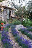 Mediterranean style garden with rows of Lavandula - Lavender under an Olive tree. The L'Occitane Garden, Silver medal winner at RHS Chelsea Flower Show 2010 
 