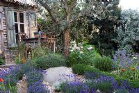 Mediterranean style garden with rows of Lavandula - Lavender under an Olive tree and Paeonia, Rosmarinus and Borage. The L'Occitane Garden, Silver medal winner at RHS Chelsea Flower Show 2010 
 