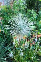 Yucca rostrata surrounded by Fritillaria imperialis and Camassia in the Foreign and Colonial Investments Garden - Silver Gilt medal winner, RHS Chelsea Flower Show 2010 