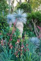 Yucca rostrata underplanted with Iris 'Action Front' in the Foreign and Colonial Investments Garden - Silver Gilt medal winner, RHS Chelsea Flower Show 2010 