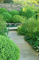 Path lined with Astrantia major 'White Giant', Iris sibirica, Cenolophium denudatum, Asarum europaeum, leading up to clipped Buxus sempervirens - Box balls against a dry stone wall. The Laurent-Perrier Garden, Gold medal winner, RHS Chelsea Flower Show 2010 