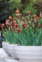 Iris 'Action Front' in round stone containers. The Daily Telegraph Garden, Best in Show, Gold medal winner, Chelsea Flower Show 2010 