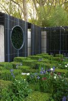 Cubes of Buxus sempervirens in front of a louvered timber cloister, interplanted with Iris sibirica 'Tropic Night', Paeonia 'Jan van Leeuwen' and Primula japonica 'Millers Crimson'. The Cancer Research UK Garden, Gold Medal Winner RHS Chelsea Flower Show 2010
 
