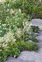 Saxifragia umbrosa and Gillenia trifoliata next to a granite path. The Cancer Research UK Garden, Gold Medal Winner RHS Chelsea Flower Show 2010 