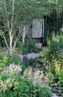 A granite path through planting of Betula utilis 'Jacquemontii' and Geranium phaeum 'Album', Epimedium x youngianum 'Niveum' and Saxifragia umbrosa. The Cancer Research UK Garden, Gold Medal Winner RHS Chelsea Flower Show 2010 