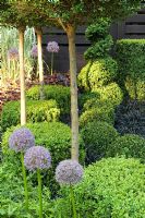 Ligustrum joncundrum standard topiary, Buxus sempervirens, Allium 'Beau Regard', Hedera helix 'Anchor'. A Centenary Garden for Captain R F Scott, Silver medal winner, RHS Chelsea Flower Show 2010