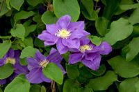 Clematis 'Kingfisher' - RHS Chelsea Flower Show 2010 