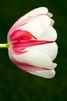 Tulipa 'World Expression' - RHS Chelsea Flower Show 2010 