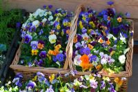 Viola plants growing in basket.  RHS Chelsea Flower Show 2010 
 