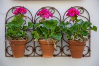 Pink Pelargoniums in terracotta pots fitted to wall, RHS Chelsea Flower Show 2010 