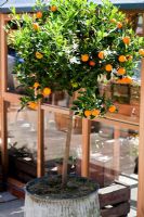 Citrus Mitis - Calamondin at the Gabriel Ash products stand, RHS Chelsea Flower Show 2010