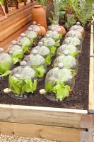 Lettuce under cloches in raised bed, RHS Chelsea Flower Show 2010 