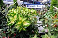 Coleus and Fuchsia part of a planting scheme to brighten up London Underground. Hammersmith Station with directions to the Piccadilly Line in background, UK
