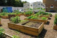 St. Luke's Community Centre in Finsbury have given over part of their car park to raised bed for local people to grow vegetables in. Islington, North London. 