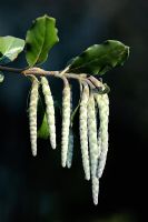 Garrya elliptica - Silk-tassel Bush