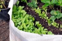 Vegetable seedlings growing in a builders rubble bag in front of a council housing estate in Shoreditch, London.