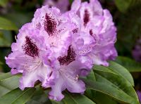 Rhododendron 'Mrs Furnival'