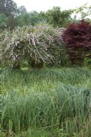 Waterside planting with Rushes, Buddleja alternifolia and Japanese Acer. Lake House.