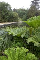 Gunnera manicata and Rushes in front of lake. Lake House