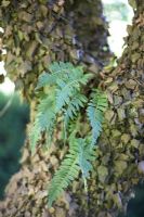 Fern growing on Hedera - Ivy-covered tree. Lake House.