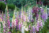 Digitalis purpurea - Foxgloves in border. Spencers Garden, NGS Essex