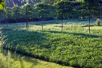 Tilia cordata - Lime trees espaliered underplanted with Trifolium repens - white Clover lawn. Spencers Garden, NGS Essex