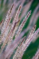 Pennisetum 'Fairy Tails' - Fountain Grass, in October